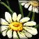 Peacebloom